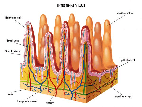 Structure of Intestinal Villi