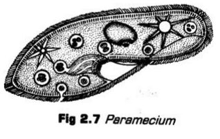 Detailed NCERT Notes: Biological Classification Notes | Study Biology Class 11 - NEET