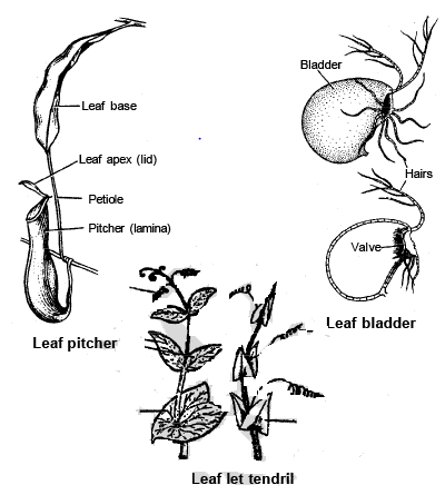 Modification of Root, Stem and Leaf - Morphology of Plants, Class 11 ...