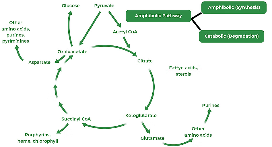 Respiratory Balance Sheet And Quotient - Biology Class 11 - Neet Pdf 