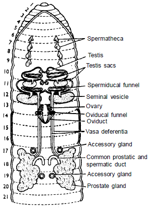 Excretory and Reproductive System: Earthworm - Additional Study ...