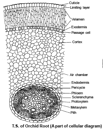 Anatomy of Monocot and Dicot Plants: Root, Stem and Leaf - Biology ...