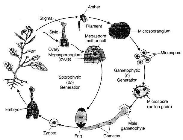 NCERT Notes: Plant Kingdom | Biology Class 11 - NEET