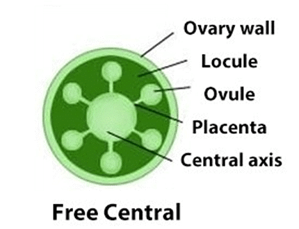 Placentation: Marginal Axile Parietal Free Central Basal Biology