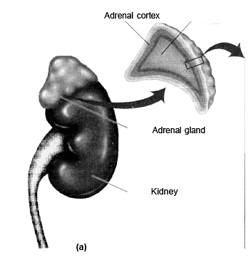 Adrenal Gland | Biology Class 11 - NEET