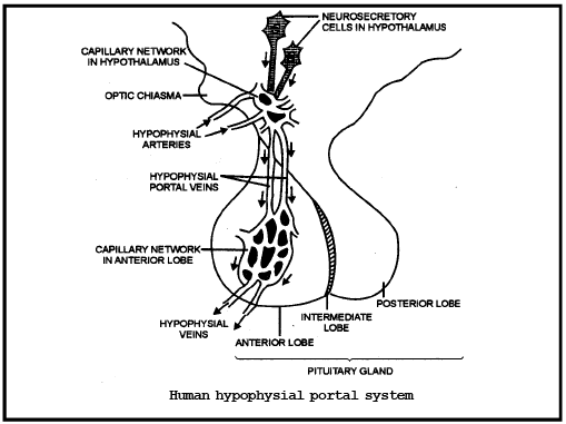 Venous System and Portal System - Biology for JAMB PDF Download