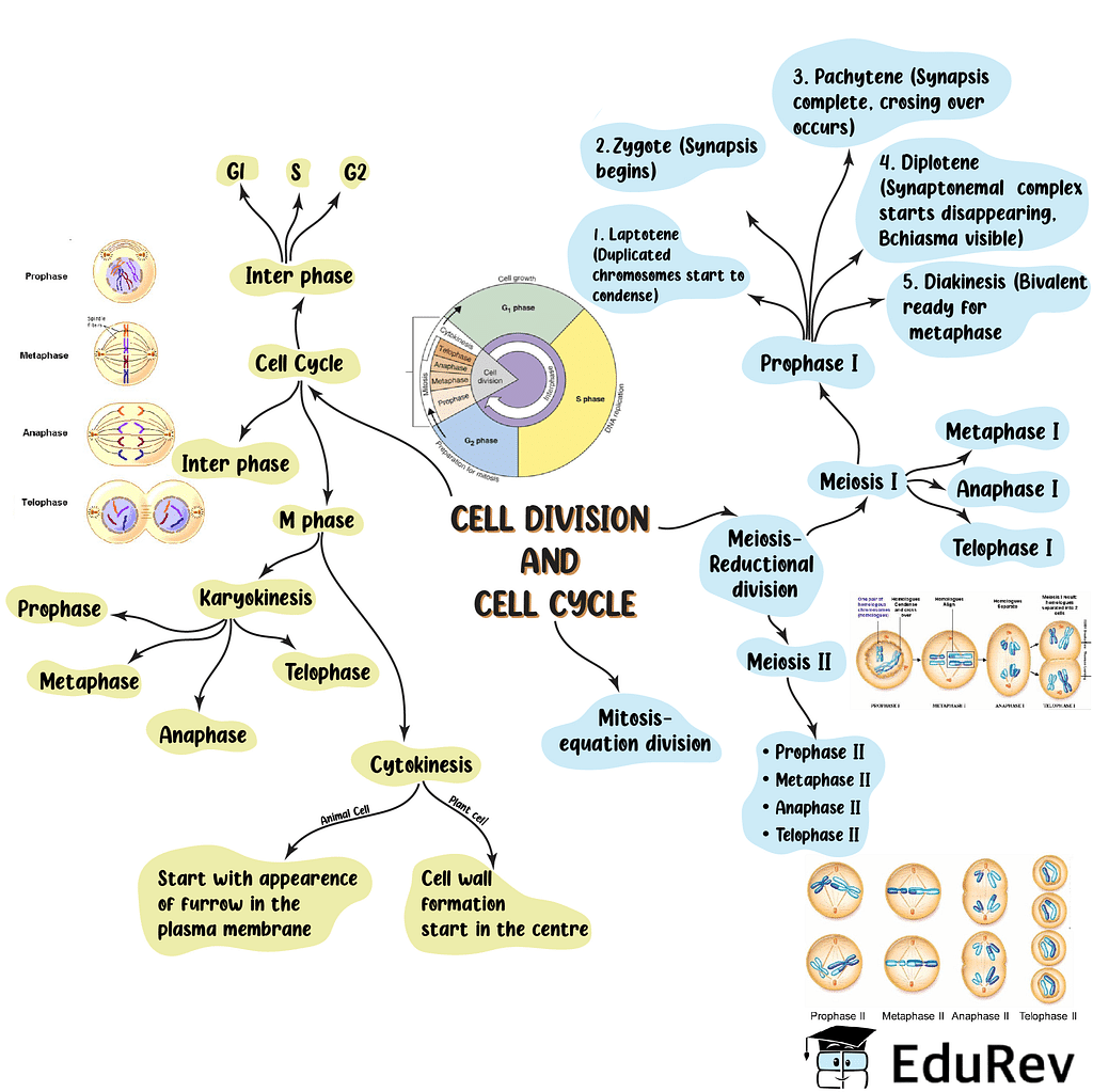 Mind Map: Cell Cycle & Cell Division Notes | Study Biology Class 11 - NEET