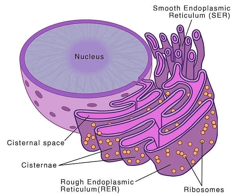 Cell: The Unit of Life Chapter Notes - Biology Class 11 - NEET PDF Download