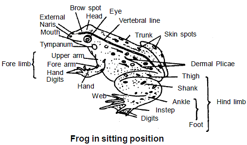 Frog: Morphology & Anatomy - Notes | Study Biology Class 11 - NEET