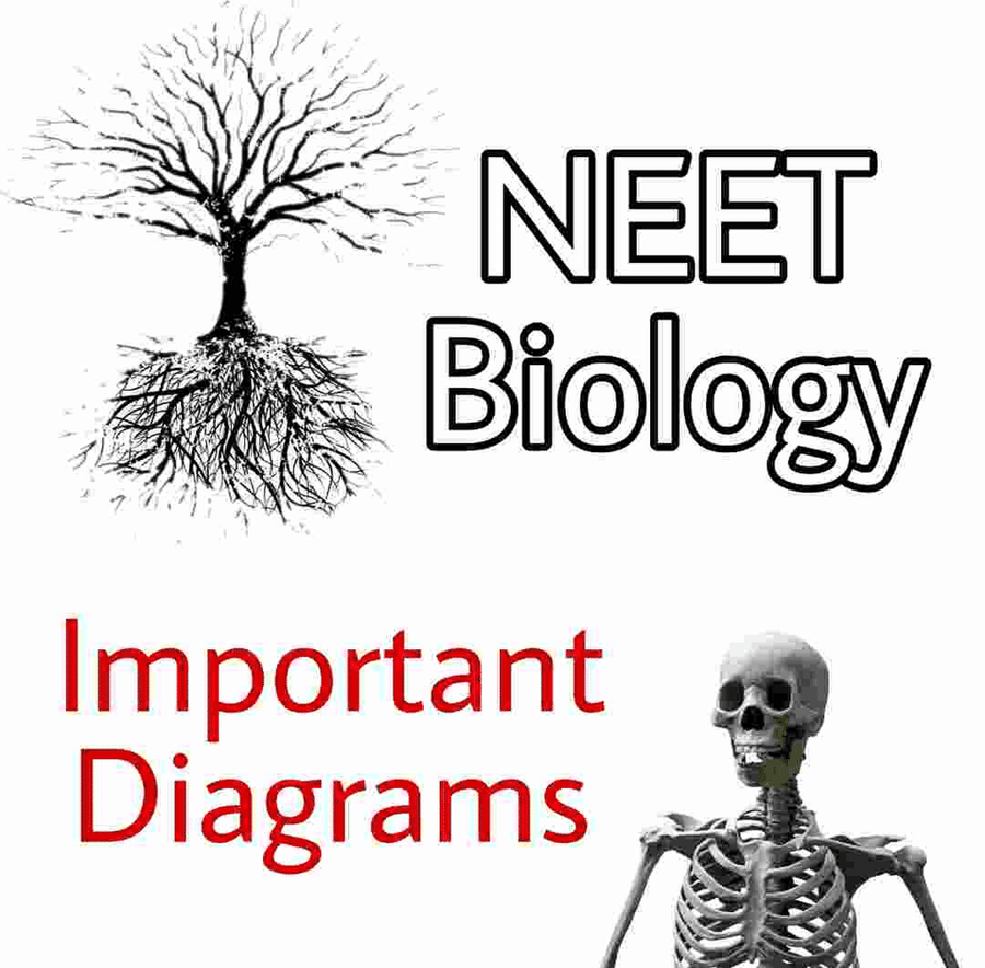Most Important Diagrams Class 11 Biology (Zoology) for NEET 2023