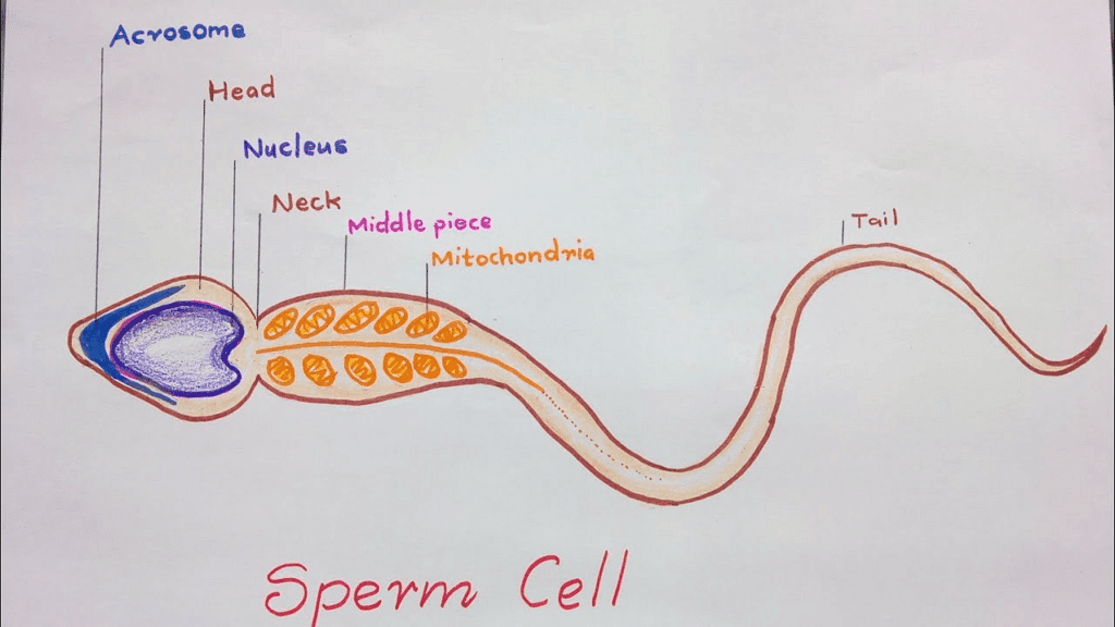 NEET Biology 2023: Important Diagrams of Class 12 PDF Download