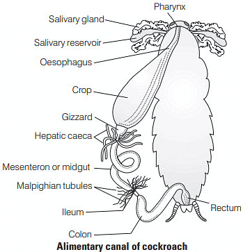 Most Important Diagrams Class 11 Biology (zoology) For Neet 2025 