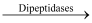 NCERT Solutions: Digestion & Absorption - Notes | Study Biology Class 11 - NEET