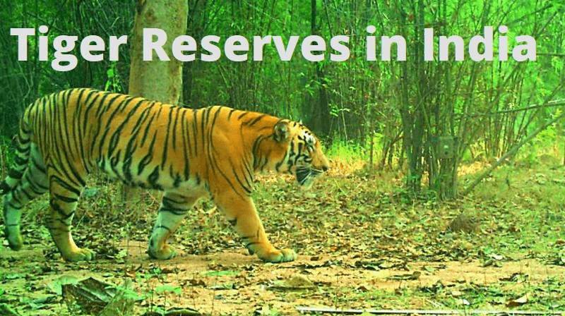 State-wise List Of Tiger Reserves In India - Notes 