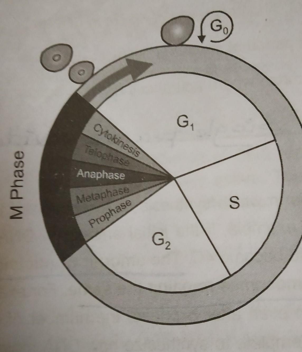 Give the diagrammatic view of cell cycle and describe the events taking  place during interphase brainly - Brainly.in