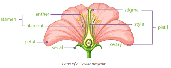 Parts Of Gumamela Flower And Their Functions Ppt | Best Flower Site