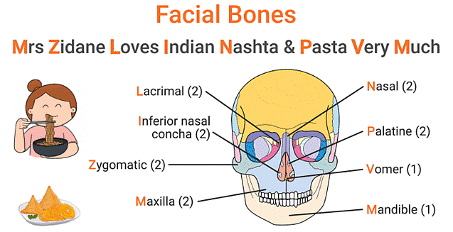 Skull Bones Mnemonic (Cranial and Facial Bones)