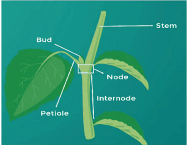 Mnemonics: Morphology of Flowering Plants - Biology Class 11 - NEET PDF ...