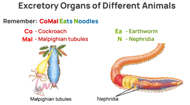 Mnemonics: Structural Organisation in Animals - Biology Class 11 - NEET ...