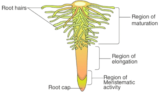 Mnemonics: Morphology of Flowering Plants - Biology Class 11 - NEET PDF ...