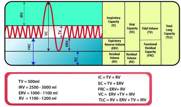 Mnemonics: Breathing And Exchange Of Gases - Biology Class 11 - NEET ...