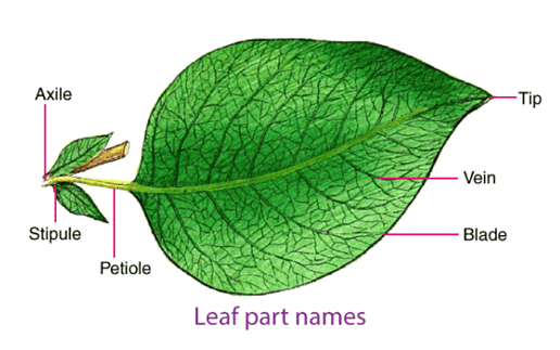 Mnemonics: Morphology of Flowering Plants - Biology Class 11 - NEET PDF ...