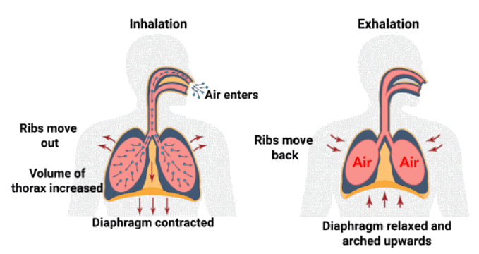 Mnemonics: Breathing And Exchange Of Gases - Biology Class 11 - NEET ...