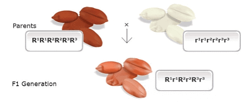 Quantitative Genetics | Botany Optional for UPSC