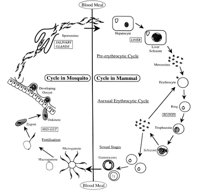 Protozoa: Reproduction - Zoology Optional Notes for UPSC PDF Download
