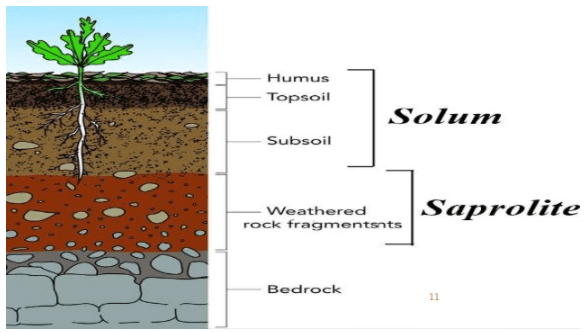 Soil Profile - Geography Optional For UPSC (Notes) PDF Download