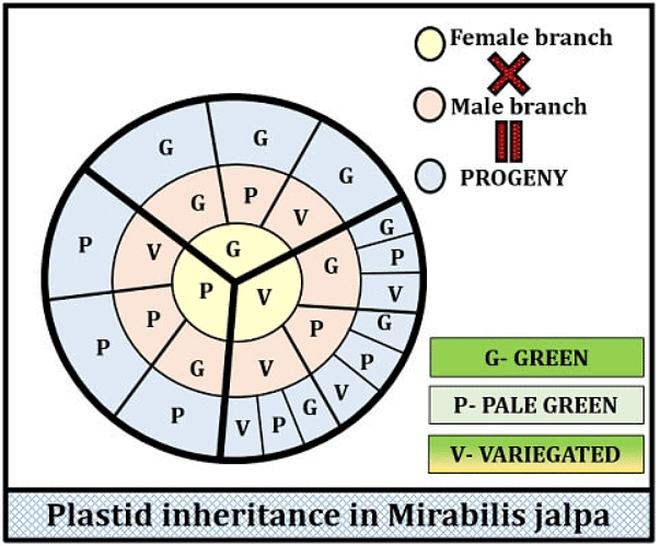 Cytoplasmic Inheritance Types Cytoplasmic Inheritance and Genes - Botany Optional for UPSC PDF Download