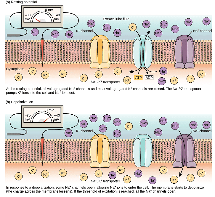 Nerve Impulse | Zoology Optional Notes for UPSC