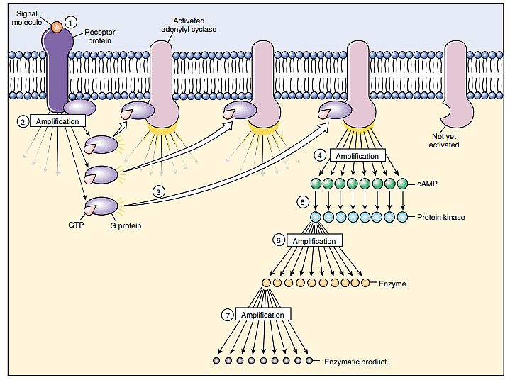 cell signal amplification