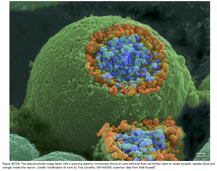 Nerve Impulse | Zoology Optional Notes for UPSC