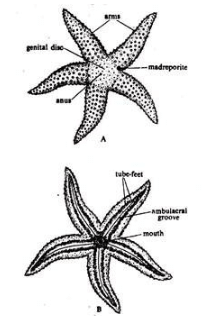 Echinodermata: Asterias - Zoology Optional Notes for UPSC PDF Download