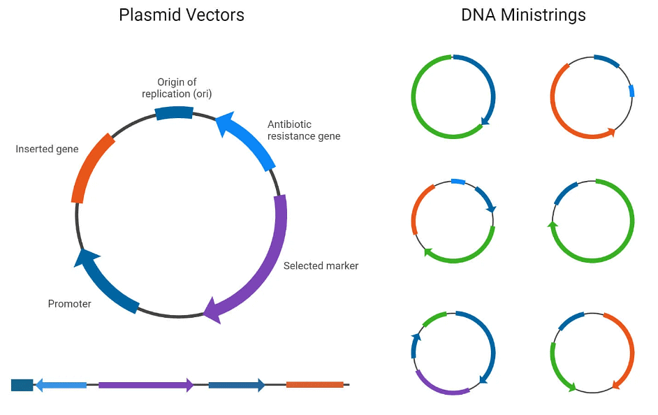 DNA Cloning Zoology Optional Notes for UPSC PDF Download