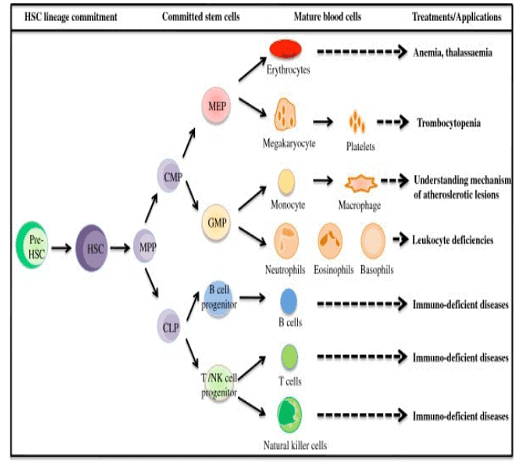 Cell Lineage - Zoology Optional Notes for UPSC PDF Download