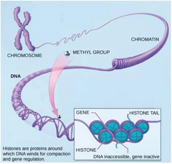 Regulation of Gene Expression Botany Optional for UPSC PDF Download