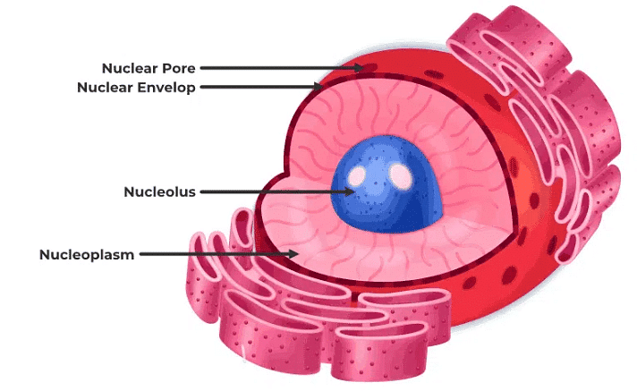 Structure And Function Of Cell Organelles - Botany Optional For Upsc 