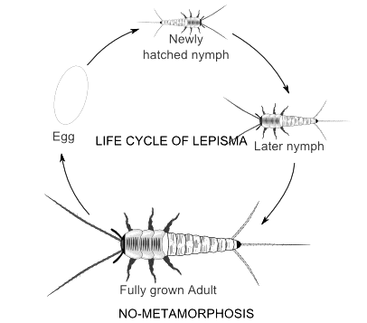 Arthropoda: Metamorphosis in insects and its hormonal regulation ...