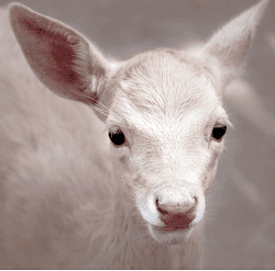 Albinism, such as that exhibited by this deer, is one common effect of pleiotropic mutation. Photo by Paulo Brandao; CC-SA 2.0