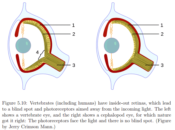 The Physiology of Human Vision | Zoology Optional Notes for UPSC