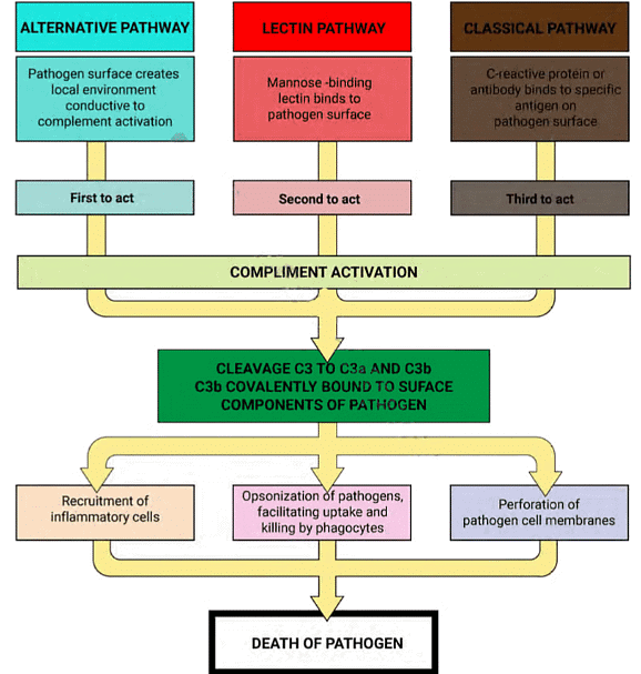 Complement Pathway - Medical Science Optional Notes for UPSC PDF Download