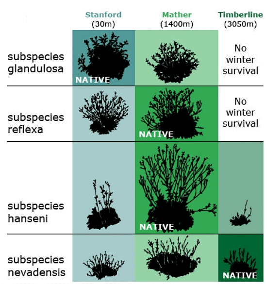 Response of plant ecotypes (Potentilla subspecies) to low, mid-, and high elevation transplant sites. Data from Clausen, Keck, and Hiesey, 1940, in Rauscher, 2005.