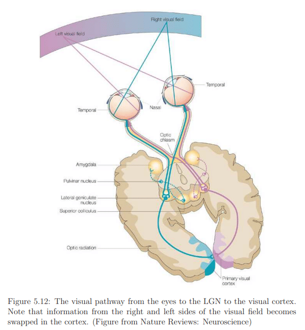 The Physiology of Human Vision | Zoology Optional Notes for UPSC