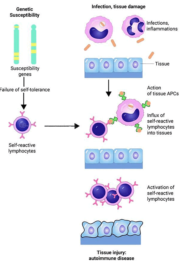 Immunological Tolerance, Autoimmunity - Medical Science Optional Notes ...