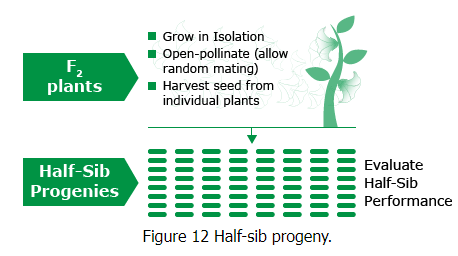 Quantitative Genetics | Botany Optional for UPSC