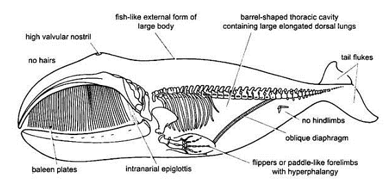 Mammalia: Aquatic Mammals - Zoology Optional Notes for UPSC PDF Download