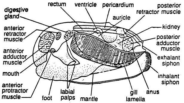 Molluscs: Lamellidens - Zoology Optional Notes for UPSC PDF Download