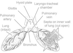 Respiratory System - Zoology Optional Notes for UPSC PDF Download